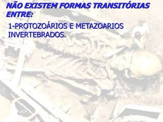 NÃO EXISTEM FORMAS TRANSITÓRIAS
ENTRE:
1-PROTOZOÁRIOS E METAZOARIOS
INVERTEBRADOS.
 
