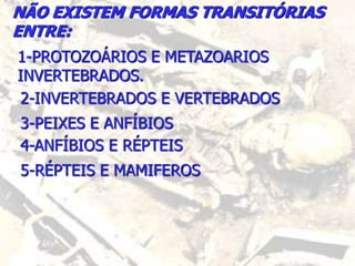 NÃO EXISTEM FORMAS TRANSITÓRIAS
ENTRE:
1-PROTOZOÁRIOS E METAZOARIOS
INVERTEBRADOS.
2-INVERTEBRADOS E VERTEBRADOS
3-PEIXES E ANFÍBIOS
4-ANFÍBIOS E RÉPTEIS
5-RÉPTEIS E MAMIFEROS
 