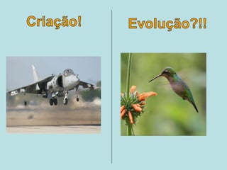 Criação x evolução