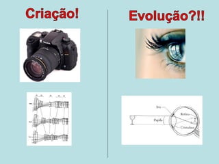 Criação x evolução