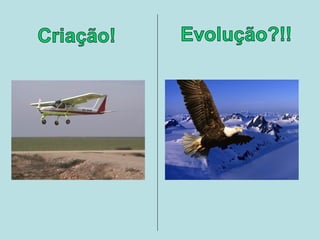 Criação x evolução