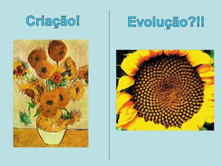 Criação x evolução