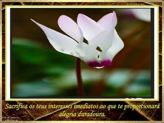 Sacrifica os teus interesses imediatos ao que te proporcionará alegria duradoura. 