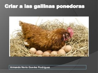 Armando Nerio Guedez Rodriguez
Criar a las gallinas ponedoras
 