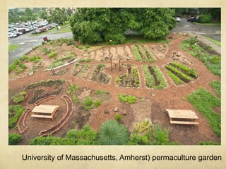 University of Massachusetts, Amherst) permaculture garden

 