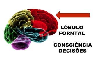 LÓBULO 
FORNTAL 
CONSCIÊNCIA 
DECISÕES 
 