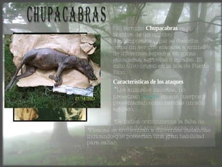 Chupacabras El término  Chupacabras  es el nombre de un críptico contemporáneo, que se describe como un ser que atacaría a animales de diferentes especies en zonas ganaderas, agrícolas o rurales. El mito tuvo origen en la isla de Puerto Rico.  Características de los ataques * Los animales muertos, no presentan  sangre  en sus cuerpos y presentarían como heridas un solo agujero.  *Se indica comúnmente la falta de huellas del animal atacante, o si se presentan son escasas. *Pisadas se encuentran a diferentes distancias indicando que poseerían una gran habilidad para saltar.  