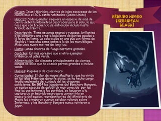 Características: Vine entre los 6 meses y los dos años, en madrigueras