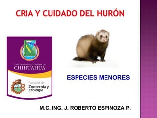 ESPECIES MENORES
M.C. ING. J. ROBERTO ESPINOZA P.
 