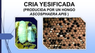 CRIA YESIFICADA
(PRODUCIDA POR UN HONGO
ASCOSPHAERA APIS )

 