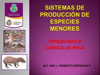 TEPEZCUINTLE
CUNICULUS PACA
M.C. ING. J. ROBERTO ESPINOZA P.
 