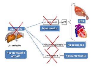 ác. grasos
b - oxidación
c. cetónicos
Gluconeogénesis
ATP
Ureagénesis
GLUCOSA
UREAhiperamoniemia
hipoglucemia
hipocetósica
Hepatomegalia
AST,ALT
CPK
 