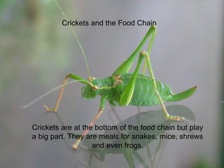 Image showcasing Crickets | PPT