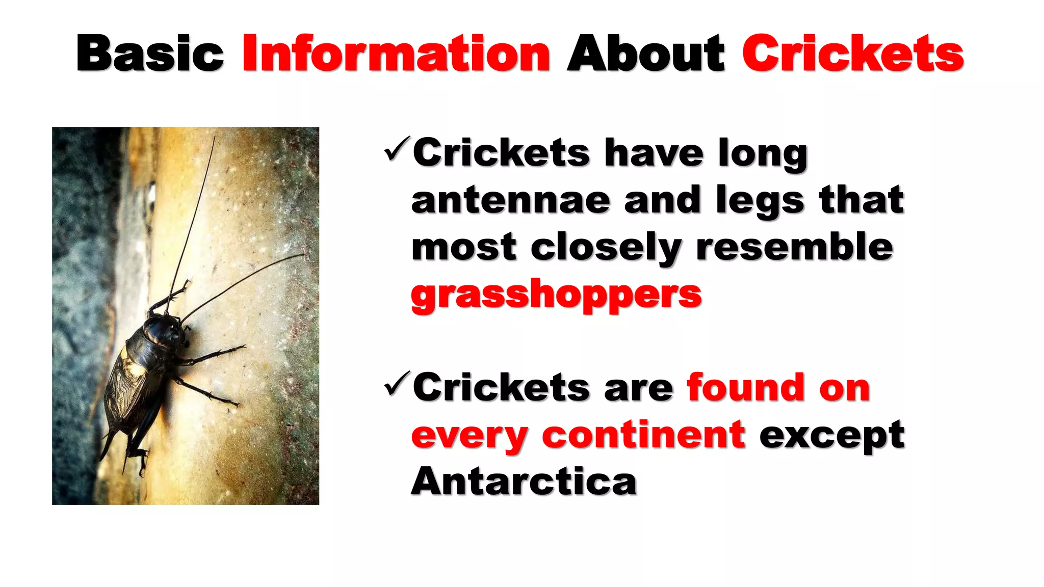 Facts About Crickets: What Food Do Crickets Eat? | PPT