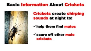 Image result for Facts About Crickets: What Food Do Crickets Eat? | PPTX