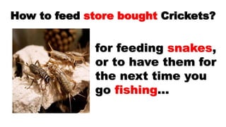 Facts About Crickets: What Food Do Crickets Eat? | PPTX