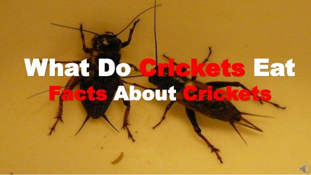 Facts About Crickets: What Food Do Crickets Eat?