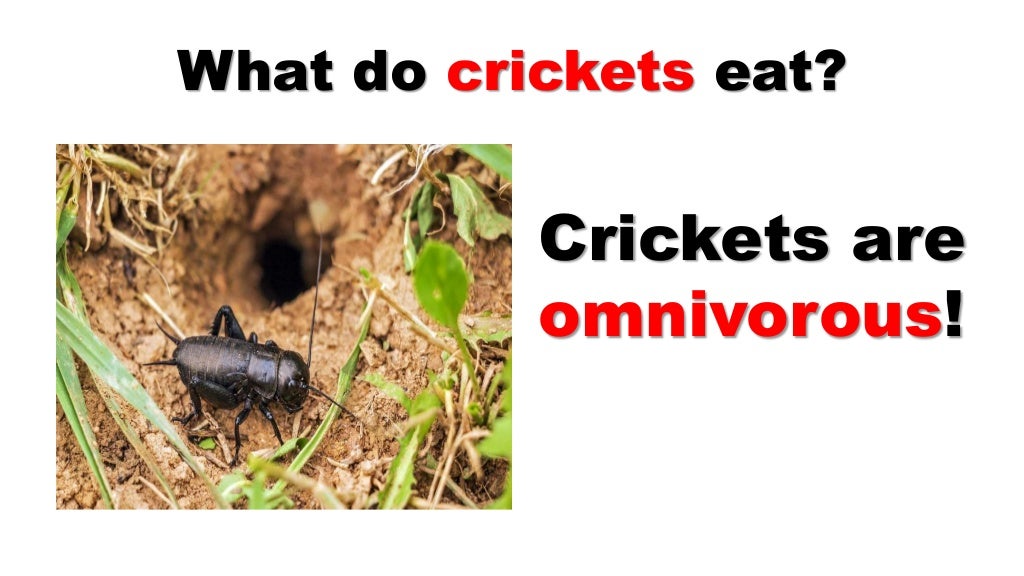 Facts About Crickets What Food Do Crickets Eat?