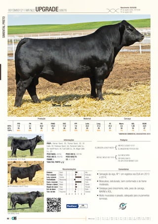 66 |
SIMENTALPRETO
Média da raça
FPD PN PD PANO DOC FPF LEITE LONG PC MARM AOL RCARC
+8,7 +1,9 +63,2 +92 +9,6 +9,4 +22,1 +20,8 +26,9 +0,14 +0,79 -0,31
•	Sensação da raça, Nº 1 em registros nos EUA em 2013
e 2014;
•	Musculoso, estruturado, bem conformado e de frame
moderado;
•	Destaque para crescimento, leite, peso de carcaça,
MARM e AOL;
•	Muito musculoso e pesado, adequado para cruzamentos
terminais.
PROP.: Reiman Ranch, SD, Thomas Ranch, SD, CK
Cattle, SD, Partisover Ranch, GA, Pembrook Cattle Co.,
OK, Ratcliff Ranch, OK, Tuell Cattle Co., OK, Wager Cattle
Co., SD
PESO NASC.: 46 KG	 PESO 205 D.: 322 KG
PESO 365 D.: 650 KG 	 PESO ADULTO:
FRAME: 6 		 CE: 41,0 CM
TAXA FAC. PARTO: √ √
ELLINGSON LEGACY M229
MS NLC MOJO S6119 B
NICHOLS LEGACY G151
ELLINGSON MS PSTOCK K58
MR TR UPGRADE 2790 ET, FILHO
LAH MIGNONNE 121Y, FILHA
TOP GRADE, FILHO
GLS MOJO M38
GFI DARLA M410
HS-GFI STOCK MARKET G33
001SM00121 | MR NLC UPGRADEU8676
Nascimento: 05/03/08
Nº de registro (USA): 2474338
Nº de registro (BR):
Informações Pedigree
ComentáriosRecomendações
*AMERICAN SIMMENTAL ASSOCIATION /2015
Estatura Baixo Alto
Prof. corporal Raso Profundo
Larg. corporal Estreita Larga
Feminilidade Musculosa Angulosa
Expre. muscular Fraca Forte
Pernas v. lateral Retas Curvas
Ângulo de casco Raso Fincado
Est. de úbere Fraco Forte
Tam. de teto Pequenos Grandes
-3 -1-2 0 1 2 3
AOL RCARFPD PN PD PANO DOC FPF Leite Long. PC Marm.
DEPs 7,8 2,1 82,9 125,3 11,6 7,8 24,5 21,4 47,2 0,5 1,46 -0,61
AC% 94 96 95 95 86 92 92 39 61 58 54 47
TOP% 60% 55% 2% 2% 20% 75% 35% 45% 3% 1% 1% 1%
Produção Maternal Carcaça
106
96% Conf.
 