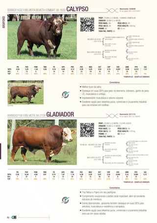 72 |
BRAFORD
CALYPSO
•	Melhor touro da safra;
•	Destaque em suas DEPs para peso na desmama, sobreano, ganho de peso,
CE, musculatura e umbigo;
•	Impressionante musculatura e volume corporal;
•	Excelente opção para rebanhos puros, comerciais e cruzamento industrial
para uso inclusive em novilhas.
PROP.: CELINA G. A. MACIEL / ADRIANO ZANBERLAN
CRIADOR: CELINA G. A. MACIEL
PESO NASC.: NA	 PESO 205 D.: NA
PESO 365 D.: NA 	 PESO ADULTO: 1050 Kg
FRAME: NA 		 CE: 40 cm
TAXA FAC. PARTO: NA
BELVISTA 38-A7050
CCG110128
BELA VISTA 38-9933
CCG137151
CHADWICK DOWNS COMBAT RP SI
X041 IA-B027
BELVISTA 38-A6936
CCG95526
BELA VISTA 12-919
CCG018296
BELA VISTA 38-5425
CCG092262
SUNNY LAWN IDEALISM
P96284
SUNNY LAWN IDEALISM
P96284
CHADWICK DOWNS GEORGEOUS
P89112
BELAVISA 38-B915
CCG092380
CHADWICK DOWNS GEORGEOUS
P89112
BELA VISTA 38-03072
CCG046557
000BO01632 | BELVISTA BEVISTA COMBAT 38-1632 CALYPSO Nascimento: 18/08/09
Nº de registro (BR): CCG152867
Comentários
*PAMPAPLUS - GENEPLUS EMBRAPA
*PAMPAPLUS - GENEPLUS EMBRAPA
•	Traz Nelius e Pajero em seu pedrigree;
•	Comprimento excepcional e padrão racial impecável, além de excelente
estrutura de membros;
•	Exímio desmamador, apresenta também destaque em suas DEPs para
estrutura, musculatura e resistência a carrapatos;
•	Excelente opção para rebanhos puros, comerciais e cruzamento industrial
para uso em vacas adultas.
PROP.: CELINA G. A. MACIEL / CLOVIS CASSOL
CRIADOR: CELINA G. A. MACIEL
PESO NASC.: NA	 PESO 205 D.: NA
PESO 365 D.: NA 	 PESO ADULTO: 1120 kg
FRAME: NA 		 CE: 40 cm
TAXA FAC. PARTO: NA
BV NELIUS - BELVISTA 38-7304
CCG103887
BELA VISTA 38-8727
CCG114060
BELVISTA 38-5582
CCG84791
BELVISTA 38-5922 (PAJERO)
CCG90750
BELA VISTA 38-A169
CCG092668
BELA VISTA 38-7875 CCG094583
NELIUS ANTIQUISIMO A153 (DON SEBAS-
TIAN) IA-B004
NELIUS SHAKA 38-8188 (SIDNEY) IA-B009
BELVISTA 38-3550
CCG45029
BELVISTA 38-3550
CCG45029
BELA VISTA 38-264
CCG025276
BELA VISTA 38-2330
CCG060298
BELA VISTA 38-1985
CCG092406
BELA VISTA 38-2063
CCG092414
000BO02158 | BELVISTA 38-2158 GLADIADOR Nascimento: 22/11/10
Nº de registro (BR): CG-166846
Comentários
GPD UMB PPO IGQPN PDD PDM TMD PS PVD PES MSC EST CRP CVD
DEPs -0,05 3,29 -1,56 0,08 9,16 6,86 -0,12 0,29 0,20 0,02 0,10 -0,007 -0,06 -0,012 1,31
ACC 1 13 5 14 14 10 13 14 15 14 7 15 13
TOP 44% 14% 80% 48% 2% 2% 49% 11% 6% 43% 16% 54% 22% 55% 9%
GPD UMB PPO IGQPN PDD PDM TMD PS PVD PES MSC EST CRP CVD
DEPs 0,38 10,44 -4,60 0,61 6,74 1,87 -1,16 -0,38 0,29 0,07 0,30 -0,045 0,10 0,094 0,72
ACC 1 37 7 14 14 10 10 15 16 14 8 15 13
TOP 78% 0,1% 99% 39% 6% 27% 43% 92% 1% 28% 0,5% 77% 92% 18% 23%
 
