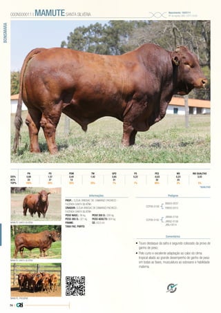 74 |
BONSMARA
•	Touro destaque da safra e segundo colocado da prova de
ganho de peso;
•	Pelo curto e excelente adaptação ao calor do clima
tropical aliado ao grande desempenho de ganho de peso
em todas as fases, musculatura ao sobreano e habilidade
materna.
PROP.: CLÉLIA BRISSAC DE CAMARGO PACHECO -
FAZENDA SANTA SILVÉRIA
CRIADOR: CLÉLIA BRISSAC DE CAMARGO PACHECO -
FAZENDA SANTA SILVÉRIA
PESO NASC.: 38 kg	 PESO 205 D.: 250 kg
PESO 365 D.: 321 kg 	 PESO ADULTO: 904 kg
FRAME: 		 CE: 43,0 cm
TAXA FAC. PARTO:
CCP08-0108
CCP08-0192
BBA03-0037
FBB00-0010
MAMUTE SANTA SILVÉRIA
MAMUTE SANTA SILVÉRIA
MAMUTE, PROGÊNIE
JRB98-0158
JRB92-0106
JRBJ-0014
000NS00011 | MAMUTESANTA SILVÉRIA
Nascimento: 19/07/11
Nº de registro (BR): CCP110045
Informações Pedigree
Comentários
*QUALITAS
PN PD PDM TM GPD PS PES MS IND QUALITAS
DEPs 0,69 1,57 0,44 1,42 3,65 5,22 -0,03 0,23 3,43
AC% 25 27 12 31 32 25
TOP% 100% 20% 25% 25% 1% 7% 60% 2% 5%
 