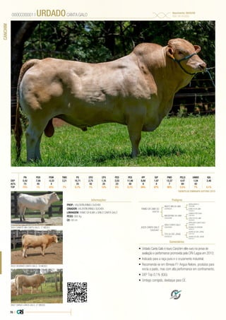 76 |
CANCHIM
•	 Urdado Canta Galo é touro Canchim elite ouro na prova de
avaliação e performance promovida pela CRV Lagoa em 2010;
•	 Indicado para a raça pura e o cruzamento industrial;
•	 Recomenda-se em fêmeas F1 Angus-Nelore, produtos para
recria a pasto, mas com alta performance em confinamento;
•	 DEP Top 0,1% (IQG);
•	 Umbigo corrigido, destaque para CE.
PROP.: VALENTIN IRINEU SUCHEK
CRIADOR: VALENTIN IRINEU SUCHEK
LINHAGEM: RAMO DA ILMA x GRILO CANTA GALO
PESO: 950 Kg
CE: 48 cm
3607 DARGO CANTA GALO, 21 MESES
3604 DAMATE MN CANTA GALO, 17 MESES
000CC00001 | URDADOCANTA GALO
Nascimento: 08/02/09
RGD: VIS 002800
Informações Pedigree
Comentários
*GENEPLUS EMBRAPA OUTONO 2015
PN PDD PDM TMD PS CFD CFS PED PES IPP ISP PMD PELD UMBD IQG
DEP 0,42 7,08 -0,33 3,21 15,71 2,75 1,35 3,03 11,46 6,69 1,97 13,37 4,47 1,04 3,48
AC% 73 45 4 25 42 25 23 48 8 4 7 60 42
TOP 72% 1% 45% 7% 0,1% 1% 12% 6% 0,1% 89% 67% 96% 0,5% 7% 0,1%
RAMO DA LIMA S0
008730
JUIZA CANTA GALO
C0055487
INSETO MN DA LIMA
C0046525
GRILO CANTA GALO
C0044566
MACEDONIA DA LIMA
C0052486
TITA DA SÃO JORGE
C0030223
VENTILADOR FJ
C0035089
ARROJADO CANTA GALO
C0028842
CUMARI POSTOJNA
C0043654
AVARÉ DA SÃO JORGE
C0015327
ESBELTA DA LIMA
C0036614
BOEMIA DO GEREZIN
V0005757
CARLOTA DA LIMA
C0029976
JACIRA DA SÃO JORGE
H0003471
3632 DESENHO CANTA GALO, 19 MESES
 