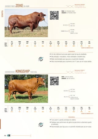 78 |
SENEPOL
•	Um dos melhores touros para apelo visual da raça da atualidade;
•	Alia produção, musculatura, muita rusticidade e excelente tipo;
•	Muito recomendado para raça pura e cruzamento industrial;
•	Altura recomendada para cruzamento com F1 para uso em vacas adultas.
PROP.: IVO FREDERICO REICH
CRIADOR: IVO FREDERICO REICH
WC 525-S
ZAMBIA DA JAJ
WC 0804
WCS 182
NOCONA
JH 346
BISAVÔ: JH 43A
000SE01900 | ZEKEDA AGIR
Nascimento: 08/05/09
ID Animal: AGIR047109
Nº de registro (BR): R03220
Comentários
CFDPN PMM TMM PD TMD PS GPD CFS PES IQG
DEPs 1,84 1,56 0,81 5,35 1,71 16,44 13,93 -0,05 -0,07 0,10 0,60
AC% 45 12 17 17 14 14 14 13
TOP% 98% 66% 62% 45% 49% 38% 10% 83% 86% 38% 28%
*GENEPLUS EMBRAPA 2015
•	Touro jovem e grande promessa do criatório;
•	Destaque para performance de ganho de peso tanto na desmama quanto
ao sobreano;
•	Recomendado para raça pura e cruzamento industrial para uso em vacas.
PROP.: JAIR DOS SANTOS
CRIADOR: JAIR DOS SANTOS
AGL0345
AGL 372
WC 754A
SCR 5218
WC 112N
ESTRELA DA JAJ
BISAVÔ: CN 5938D
000SE00006 | KINGSHIP1620 AGL
Nascimento: 05/08/12
ID Animal: AGL1620
Nº de registro (BR): AGL1620
Comentários
CFDPN PMM TMM PD TMD PS GPD CFS PES IQG
DEPs 1,44 6,16 2,81 10,88 3,39 25,87 12,03 0,00 0,00 -0,10 1,06
AC% 10 1 2 2 1 2 2 2
TOP% 91% 8% 8% 11% 18% 16% 14% 50% 53% 78% 15%
*GENEPLUS EMBRAPA 2015
 