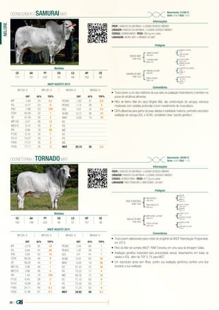 20 |
NELORE
PROP.: RANCHO DA MATINHA / LUCIANO BORGES RIBEIRO
CRIADOR: RANCHO DA MATINHA / LUCIANO BORGES RIBEIRO
CÓDIGO: 000NESAMUR | PESO: 960 kg em coleta
LINHAGEM: NEHRU MAT x DIRIGIDO DA MAT
Nascimento: 31/08/12
Série: RDM | RGD: 5937
Informações
000NESAMUR | SAMURAI MAT
Pedigree
Comentários
NEHRU MAT
RDM 4305
GAHANI DA MAT
RDM 1624
JANGO DA MAT
RDM 2861
DIRIGIDO DA MAT
RDM 886
LOUVEIRA MAT
RDM 3745
EDEIA DA MAT
RDM 1128
GANDHI PO DA NI
L212
HASHIYAH DA GUANAC.
J9090
C2569 DA MN
MANA C2569
PEUGEOT DA SM
CSCN 5650
HANTI DA MAT
RDM 2090
ROMA 71
EE 24
HAMIRA DA MAT.
RDM 2000
JURITI 71
EE6840
•	 Touro jovem e um dos melhores de sua safra na avaliação intrarrebanho e também na
prova de eficiência alimentar.
•	 Filho de Nehru Mat em vaca Dirigido Mat, alia conformação de carcaça, estrutura
moderada com costelas profundas e bom revestimento de musculatura.
•	 DEPs altíssimas para ganho de peso aliadas à habilidade materna, perímetro escrotal e
avaliação de carcaça AOL e ACAB, completam esse “pacote genético”.
Medidas
CC AA PT CG LG AP CE
171 151 242 54 68 162 42
PROP.: RANCHO DA MATINHA / LUCIANO BORGES RIBEIRO
CRIADOR: RANCHO DA MATINHA / LUCIANO BORGES RIBEIRO
CÓDIGO: 000NETORNA | PESO: 677 kg em coleta
LINHAGEM: REM TORIXOREU x IMPOSSIVEL DA MAT
Nascimento: 29/09/13
Série: RDM | RGD: 7142
Informações
000NETORNA | TORNADO MAT
Pedigree
Comentários
REM TORIXOREU
REMC 3462
NADJA FIV MAT
RDM 4584
REM QUISCO
REM 3882
IMPOSSIVEL DA MAT
RDM 2477
REM PIROGA TE
REM 3641
FHALA DA MAT
RDM 1464
MOYNE
REMC 222
GRADO DA SC
9246
B9707 DA MN
MANA B9707
RAMBO DA MN
I1111
MINALA
REM T2354
FAVORITA DA MAT
RDM 1387
MARFIM
REMC 137
SINFONICA DA JAB
DS9624
•	 Touro jovem selecionado para o teste de progênie da ANCP Reprodução Programada,
em 2015.
•	 Filho do líder do sumário ANCP, REM Torixoréu em uma vaca da linhagem Golias.
•	 Avaliação genética impecável para precocidade sexual, desempenho em todas as
idades e AOL, além de TOP 0,1% para MGT.
•	 Um reprodutor ainda sem filhos, porém sua avaliação genômica confere uma boa
acurácia a sua avaliação.
Medidas
CC AA PT CG LG AP CE
162 148 222 49 57 157 38
ANCP AGOSTO 2015
DEP AC% TOP%
IPP -1,84 24 0,1
PG -0,77 23 9
PAC -1,88 23 100
STAY 64,45 22 1
3P 57,45 20 2
MP120 2,21 26 12
MP210 3,18 25 8
PN 0,96 18 80
P120 5,10 32 7
P210 10,27 33 2
P365 17,31 35 2
P450 17,11 35 3
DEP AC% TOP%
PE365 1,32 31 0,5
PE450 1,13 29 2
AOL 3,54 35 0,5
ACAB 0,12 36 10
MAR -0,02 14 70
ED
PD
MD
ES
PS
MS
MGT 20,15 30 0,5
NF120: 0 NR120: 0 NF450: 0 NR450: 0
ANCP AGOSTO 2015
DEP AC% TOP%
IPP -0,79 55 10
PG 0,84 47 80
PAC 3,93 53 15
STAY 58,55 46 9
3P 58,20 34 2
MP120 3,99 46 1
MP210 3,86 46 4
PN 1,44 19 100
P120 6,45 58 2
P210 10,68 62 2
P365 24,11 64 0,1
P450 31,96 67 0,1
DEP AC% TOP%
PE365 1,04 66 1
PE450 1,32 59 1
AOL 3,01 62 1
ACAB 0,03 65 25
MAR -0,05 16 90
ED 57,23 75 35
PD 73,22 71 4
MD 66,32 72 16
ES 71,15 63 9
PS 72,35 65 7
MS 71,25 62 9
MGT 24,92 59 0,1
NF120: 0 NR120: 0 NF450: 0 NR450: 0
 
