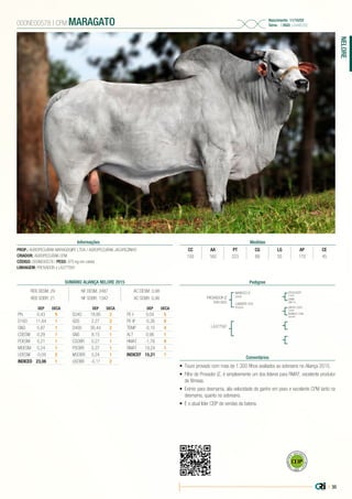 | 35
NELORE
PROP.: AGROPECUÁRIA MARAGOGIPE LTDA / AGROPECUÁRIA JACAREZINHO
CRIADOR: AGROPECUÁRIA CFM
CÓDIGO: 000NE00578 | PESO: 975 kg em coleta
LINHAGEM: PROVADOR x LA377597
000NE00578 | CFM MARAGATO Nascimento: 11/10/02
Série: - | RGD: LG446702
Informações Medidas
CC AA PT CG LG AP CE
193 160 223 68 55 170 45
Pedigree
Comentários
PROVADOR IZ
IZSN 3832
LA377597
MARISCO IZ
I3448
CADENTE 576
BT2557
ESCALDADO
E1406
UNTIVO 2203
C3480
GAMA
CM8178
NUANCA 1096
AC6469
•	 Touro provado com mais de 1.300 filhos avaliados ao sobreano no Aliança 2015.
•	 Filho de Provador IZ, é simplesmente um dos líderes para RMAT, excelente produtor
de fêmeas.
•	 Exímio para desmama, alia velocidade de ganho em peso e excelente CPM tanto na
desmama, quanto no sobreano.
•	 É o atual líder CEIP de vendas da bateria.
SUMÁRIO ALIANÇA NELORE 2015
REB DESM: 29 NF DESM: 2487 AC DESM: 0,98
REB SOBR: 21 NF SOBR: 1342 AC SOBR: 0,98
DEP DECA
PN 0,43 9
D160 11,64 1
GND 5,87 1
CDESM 0,29 1
PDESM 0,21 1
MDESM 0,24 1
UDESM -0,09 2
INDICED 23,06 1
DEP DECA
D240 18,80 2
GDS 2,27 2
D400 30,44 2
GNS 8,15 1
CSOBR 0,27 1
PSOBR 0,27 1
MSOBR 0,24 1
USOBR -0,11 2
DEP DECA
PE-I 0,04 5
PE-IP -0,26 8
TEMP -0,10 4
ALT 0,96 1
HMAT -1,78 9
RMAT 19,24 1
INDICEF 15,21 1
 