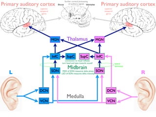 further cortical processing
Primary auditory cortex                  of auditory signals
                                                                           Primary auditory cortex
                superior                                                        superior
                temporal                                                        temporal
                  gyrus                                                           gyrus




                           MGN         Thalamus                          MGN



                           InfC        SupC            SupC              InfC
                                     connection to visual reﬂexes
                                  turn head and eyes towards sound!                        lateral

                                        Midbrain                                           lemniscus

                           SON                                           SON
   L                               MSO of SON: measures delta phase
                                  LSO of SON: measures delta intensity                                 R


                DCN                                                               DCN
                                       Medulla
                VCN                                                               VCN
 