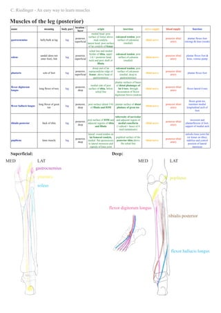 An easy way to learn lower limb muscles | PDF