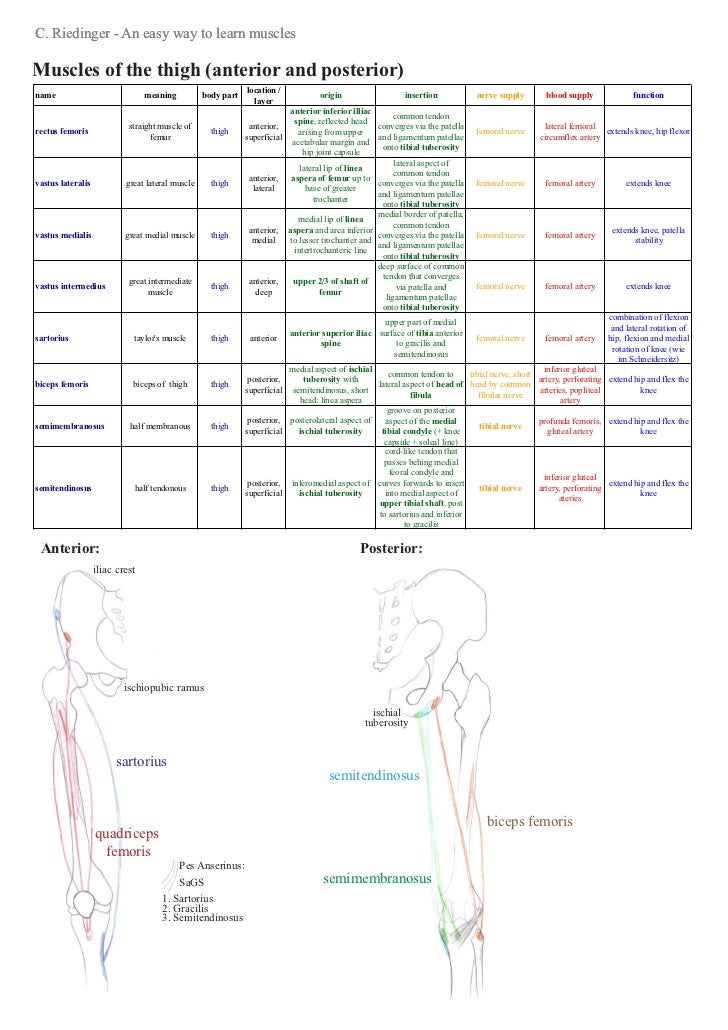 Muscle Innervation Chart Pdf