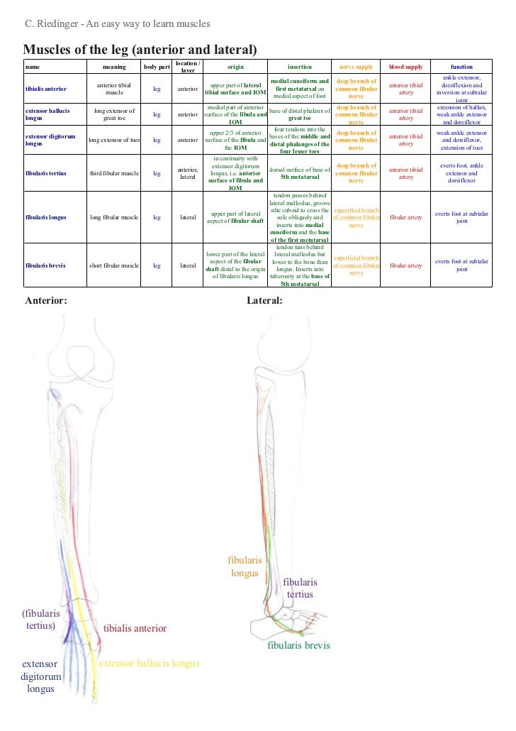 Muscle Innervation Chart Pdf