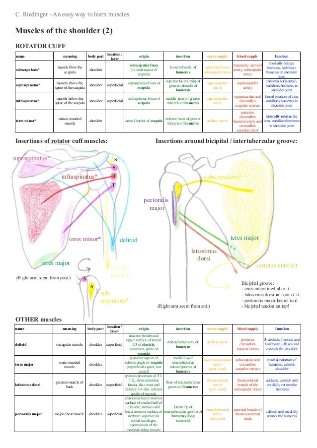 An easy way to learn shoulder muscles