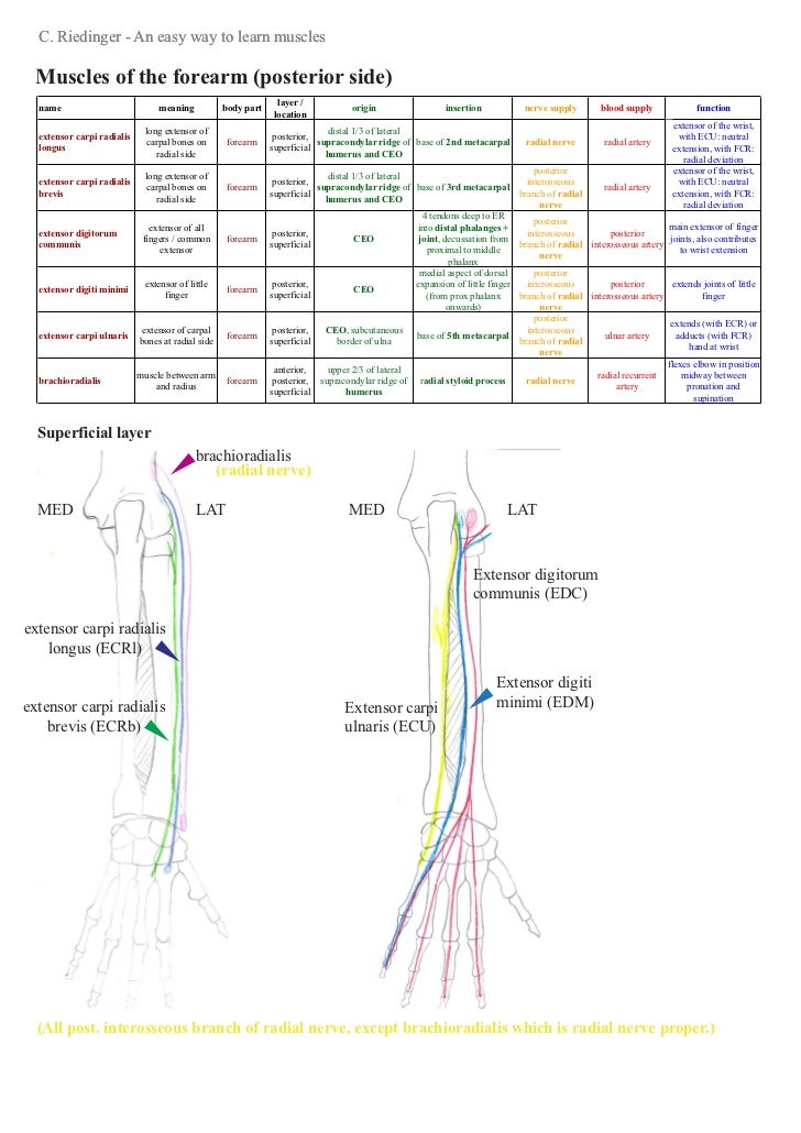 An easy way to learn upper limb muscles