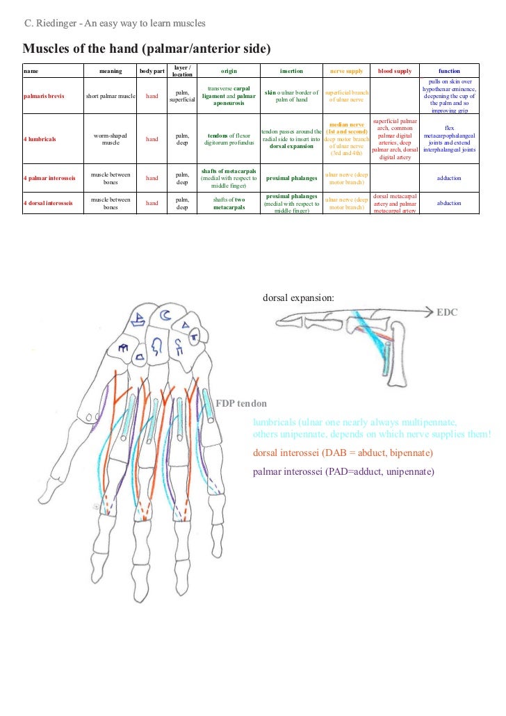 An easy way to learn upper limb muscles