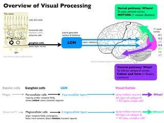 Overview of Visual Processing                                                                                                       Dorsal pathway: Where?
                                                                                                                                    To post. parietal cortex
 The retina:
                                                                                                                                    MOTION (+ motion illusions)
                                rods and cones



                                horizontal cells                                                                                                              1* visual
                                bipolar cells                      Lateral geniculate                                                                         cortex:
                                amacrine cells                     nucleus of thalamus:                                                                            V1
                                                                                                                                                                   V2
                                ganglion cells                           LGN              (optic radiation)                                                        V3
                                (onto optic nerve)                                                                                                                 V4
                                                                                                                                                                   V5
               light                                                                                                                                               V6
http://www.circadian.org/biorhyt.html                                                                                                                              V7

                                                                                                   http://en.wikipedia.org/wiki/Two-streams_hypothesis


                                                                                                                                   Ventral pathway: What?
                                                                                                                                   To inferior temporal cortex
                                                                                                                                   Colour and form (+ illusory
                                                                                                                                   contours)


Bipolar cells              Ganglion cells                         LGN                                                            Visual Cortex

Midget                      Parvocellular cells                    4 parvocellular layers                                        spiny stellate neurons       What?
                            majority, smaller receptive ﬁelds,                                                                   4th layer of sublayer A
                            slower, colour vision, sustained response                                                             = 4C-alpha, simple cell?


Amacrine?+?                 Magnocellular cells                    2 magnocellular layers                                        spiny stellate neurons,     Where?
                            larger receptive ﬁelds, convergence,                                                                 4th layer of sublayer B
                            faster, more sensitive, detect motion, transient reponse                                             = 4C-beta, complex cell?
 