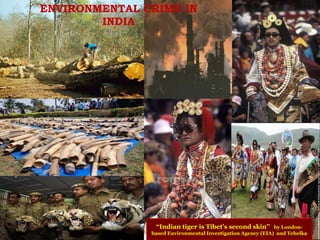 “Indian tiger is Tibet’s second skin’’ by London-
based Environmental Investigation Agency (EIA) and Tehelka
ENVIRONMENTAL CRIME IN
INDIA
 
