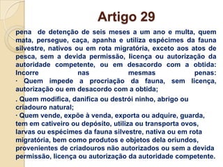 Artigo 29
pena de detenção de seis meses a um ano e multa, quem
mata, persegue, caça, apanha e utiliza espécimes da fauna
silvestre, nativos ou em rota migratória, exceto aos atos de
pesca, sem a devida permissão, licença ou autorização da
autoridade competente, ou em desacordo com a obtida:
Incorre             nas             mesmas             penas:
· Quem impede a procriação da fauna, sem licença,
autorização ou em desacordo com a obtida;
. Quem modifica, danifica ou destrói ninho, abrigo ou
criadouro natural;
· Quem vende, expõe à venda, exporta ou adquire, guarda,
tem em cativeiro ou depósito, utiliza ou transporta ovos,
larvas ou espécimes da fauna silvestre, nativa ou em rota
migratória, bem como produtos e objetos dela oriundos,
provenientes de criadouros não autorizados ou sem a devida
permissão, licença ou autorização da autoridade competente.
 