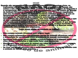 Quando são apreendidos carregamentos com animais silvestres vivos, os
traficantes são presos em flagrante. Mas, com pagamento de fiança, são
soltos e não respondem a nenhum processo. A única vantagem do flagrante é
a recuperação dos animais, que são encaminhados para os Centro de Manejo
de Animais Silvestres (Cemas). O Brasil conta com 18 Cemas espalhados
pelo seu território. Neles, os animais recebem cuidados médicos, já que se
apresentam em péssimas condições, e podem ser encaminhados para
zoológicos ou criadouros. Nos criadouros autorizados, os animais
apreendidos não podem ser vendidos, mas seus filhotes podem. Porém, o que
se tem constatado é que o tráfico está presente até mesmo dentro de
criadouros, pois o número de filhotes é superior ao de casais .O que deveria
ser um instrumento para combater o comércio ilegal, acabou tornando-se
fachada para o tráfico internacional. Por isso o IBAMA e a Renctas estão
realizando uma revisão dos criadouros.
Como posso ajudar no combate ao tráfico?






Não compre animais silvestres sem origem legal.
Não compre artesanatos que possuam partes de animais silvestres; salvo se
o artesanato for certificado como procedente do manejo sustentável.
Denuncie traficantes para o IBAMA, a Polícia Federal ou a Interpol (entre nos
sites destas instituições e veja como fazer uma denúncia).
Mesmo que fique com pena do animal nas mãos do traficante, não o compre,
se o fizer você estará incentivando o tráfico.
Se tiver um animal silvestre não o solte simplesmente. Entre em contato com
a unidade do IBAMA mais próxima.

 