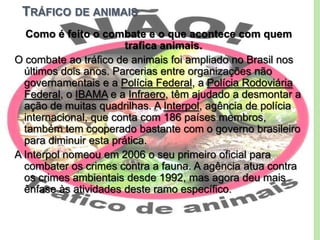 TRÁFICO DE ANIMAIS
Como é feito o combate e o que acontece com quem
trafica animais.
O combate ao tráfico de animais foi ampliado no Brasil nos
últimos dois anos. Parcerias entre organizações não
governamentais e a Polícia Federal, a Polícia Rodoviária
Federal, o IBAMA e a Infraero, têm ajudado a desmontar a
ação de muitas quadrilhas. A Interpol, agência de polícia
internacional, que conta com 186 países membros,
também tem cooperado bastante com o governo brasileiro
para diminuir esta prática.
A Interpol nomeou em 2006 o seu primeiro oficial para
combater os crimes contra a fauna. A agência atua contra
os crimes ambientais desde 1992, mas agora deu mais
ênfase às atividades deste ramo específico.

 