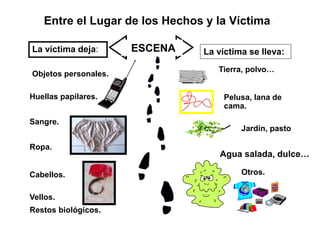 Agua salada, dulce…
ESCENA
Entre el Lugar de los Hechos y la Víctima.
La víctima deja: La víctima se lleva:
Restos biológicos.
Objetos personales.
Huellas papilares.
Sangre.
Ropa.
Cabellos.
Vellos.
Tierra, polvo…
Pelusa, lana de
cama.
Jardín, pasto
Otros.
 