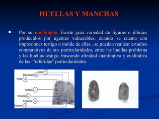 HUELLAS Y MANCHAS

   Por su morfología. Existe gran variedad de figuras o dibujos
    producidos por agentes vulnerables, cuando se cuenta con
    impresiones testigo o molde de ellas , se pueden realizar estudios
    comparativos de sus particularidades, entre las huellas problema
    y las huellas testigo, buscando afinidad cuantitativa y cualitativa
    de las “referidas” particularidades.
 