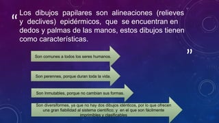 ”
“
Los dibujos papilares son alineaciones (relieves
y declives) epidérmicos, que se encuentran en
dedos y palmas de las manos, estos dibujos tienen
como características.
Son comunes a todos los seres humanos.
Son perennes, porque duran toda la vida.
Son Inmutables, porque no cambian sus formas.
Son diversiformes, ya que no hay dos dibujos idénticos, por lo que ofrecen
una gran fiabilidad al sistema científico; y en el que son fácilmente
imprimibles y clasificables
 