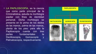• LA PAPILOSCOPÍA, es la ciencia
que como parte principal de la
Criminalística, estudia la morfología
papilar con fines de identidad
personal. Dicha morfología se
presenta en la yema de los dedos
de las manos, palma de las manos,
planta de los pies: para ello la
Papiloscopía cuenta con tres
partes fundamentales la
Dactiloscopía, Quiroscopía y
Pelmatoscopía, respectivamente.
 