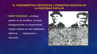 B. FUNDAMENTOS CIENTIFICOS o PRINCIPIOS BASICOS DE
LA IDENTIDAD PAPILAR.
• INMUTABILIDAD.- el dibujo
papilar no se modifica, es decir
biológicamente no experimenta
ningún cambio en sus cualidades
deforma, disposición y
dirección.
 
