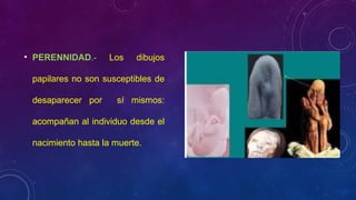• PERENNIDAD.- Los dibujos
papilares no son susceptibles de
desaparecer por sí mismos:
acompañan al individuo desde el
nacimiento hasta la muerte.
 