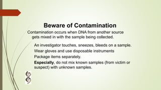 Beware of Contamination
Contamination occurs when DNA from another source
gets mixed in with the sample being collected.
 An investigator touches, sneezes, bleeds on a sample.
 Wear gloves and use disposable instruments
 Package items separately.
 Especially, do not mix known samples (from victim or
suspect) with unknown samples.
 