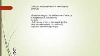 Collection and preservation of hair evidence
continued
• Entire hair length collected because of variance
in morphological characteristics
like color
• Pull hair out of skin or clipping at skin line
• Hair samples collected from victim(s)
suspicious death during autopsy
 