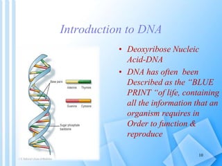 Introduction to DNA
• Deoxyribose Nucleic
Acid-DNA
• DNA has often been
Described as the “BLUE
PRINT “of life, containing
...